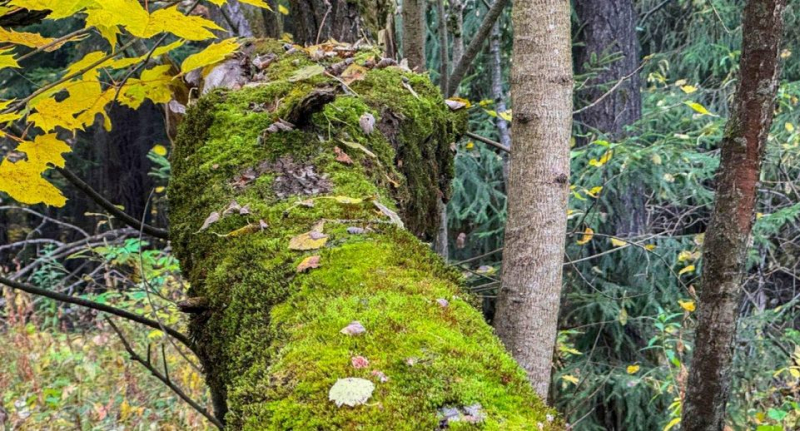 ScienceAlert: ученые обнаружили у мха и растений подобие нейросетей — Технологии